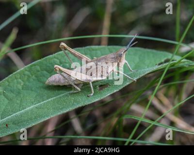 Femelle brune adulte de la criquet endémique Pyrgomorphella serbica sur le mont Tara en Serbie Banque D'Images