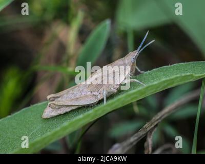 Femelle brune adulte de la criquet endémique Pyrgomorphella serbica sur le mont Tara en Serbie Banque D'Images