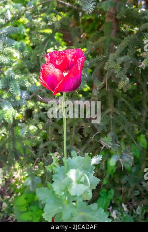 Coquelicot rouge violet vif sur fond vert naturel Banque D'Images