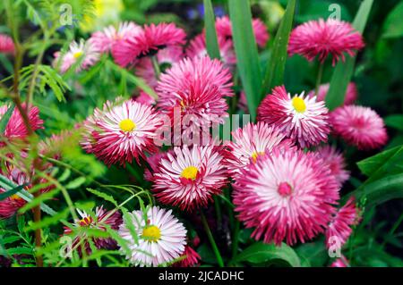 Bellis perennis en fleurs. Fleurs de jardin. Fleurs rouges de Marguerite habanera. Banque D'Images