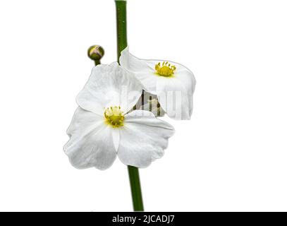 Belle petite fleur blanche échinodorus hybride est une plante aquatique Banque D'Images