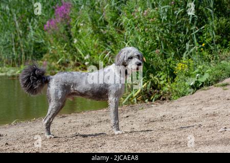 Un chien rasé, un gros coolé, debout sur le sable, au bord de l'eau Banque D'Images