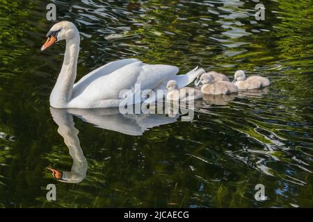 Muet cygne 'Cygnus olor' glisse sur l'eau avec ses cinq cygnets. Réflexion de l'eau. Un joli petit cygnes moelleux en duvet doux. Grand Canal, Dublin, Irlande Banque D'Images