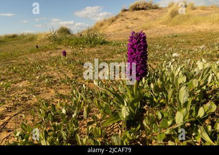 Orchidées de marais du Nord dans les dunes de sable, Lake District, Cumbria, Angleterre. Banque D'Images