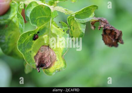 Phytophthora infestans mildiou de la pomme de terre de culture de pommes de terre dans l'accent de l'infection Banque D'Images