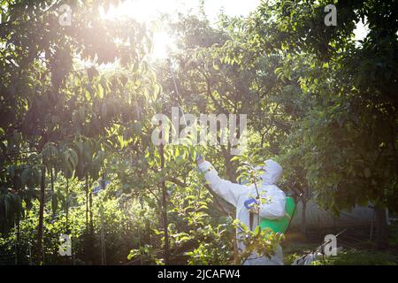 Le processus de traitement des plantes avec des pesticides. Fermier en costume de protection et masque marchant dans le verger avec la machine de pollinisateur sur son dos et spr Banque D'Images