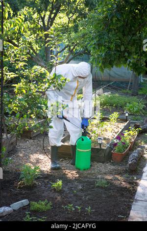 Le processus de traitement des plantes avec des pesticides. Un fermier dans un costume et un masque de protection prépare un pollinisateur pour le travail. Banque D'Images