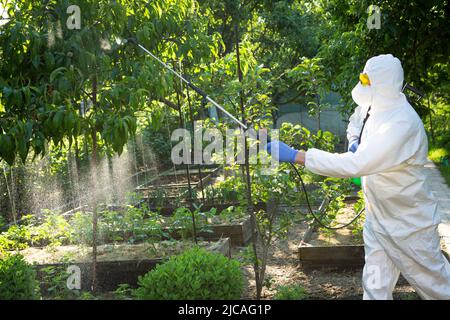 Le processus de traitement des plantes avec des pesticides. Fermier en costume de protection et masque marchant dans le verger avec la machine de pollinisateur sur son dos et spr Banque D'Images