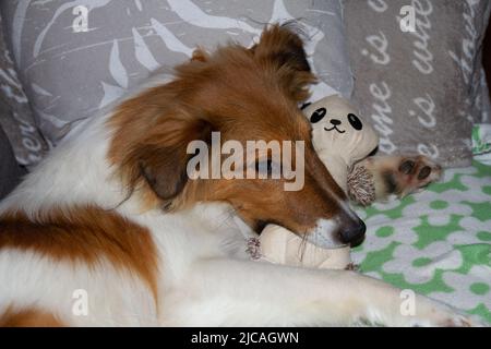 Mignon sheltie chiot piquant sur le jouet blanc de chien Banque D'Images