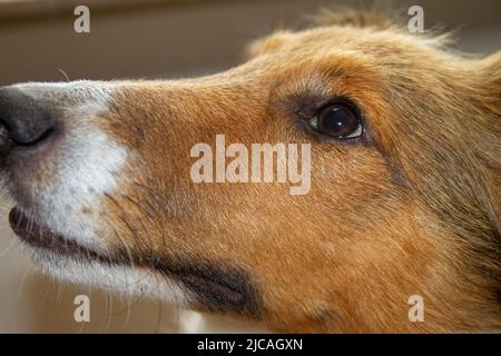 Sheltie regardant avec les yeux mignons Banque D'Images