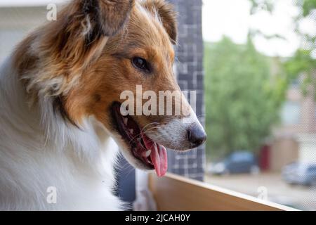 Chien Sheltie regardant par la fenêtre Banque D'Images