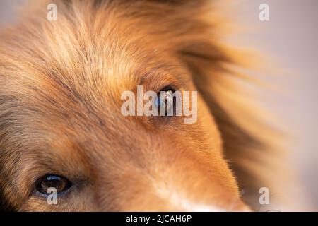 Très mignon et beau regard brillant de chien sheltie regardant l'appareil photo Banque D'Images