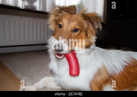 Jeune sheltie chiot tenant chien jouet en plastique saucisse dans la bouche Banque D'Images