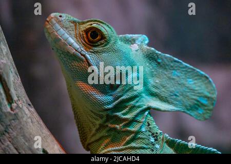 Tête de lézard très gros plan. Tête de lézard vert exotique. Banque D'Images
