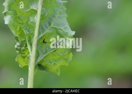 Le puceron noir (Aphis fabae) sur les jeunes plants de betteraves à sucre.Il est membre de l'ordre Hemiptera.Les autres noms communs incluent la mouche noire, le puceron de haricot Banque D'Images