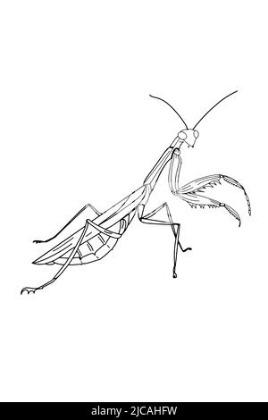 mignon, mascotte de dessin animé, dessin d'illustration de mantis, isolé. Banque D'Images