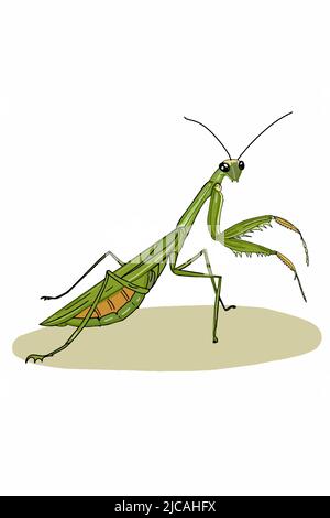 mignon, mascotte de dessin animé, dessin d'illustration de mantis, isolé. Banque D'Images