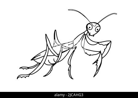 mignon, mascotte de dessin animé, dessin d'illustration de mantis, isolé. Banque D'Images