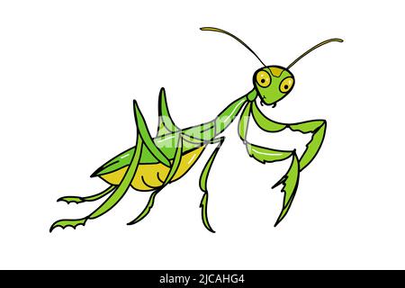 mignon, mascotte de dessin animé, dessin d'illustration de mantis, isolé. Banque D'Images