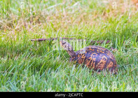 Femelle de la tortue cachetée de l'est (Terrapene carolina carolina carolina) marchant dans l'herbe verte. Maryland. ÉTATS-UNIS Banque D'Images