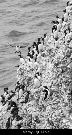 BRIDLINGTON, ROYAUME-UNI. 4th JUIN Guillemots et Razorbillets photographiés à la réserve naturelle de Bempton Cliffs, à Bridlington, dans le Yorkshire de l'est, le samedi 4th juin 2022. (Crédit : Jon Hobley | MI News) Banque D'Images