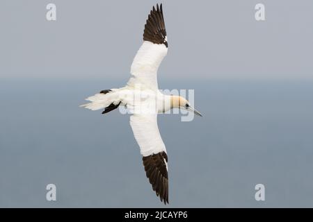 BRIDLINGTON, ROYAUME-UNI. 4th JUIN Gannet photographié à la réserve naturelle de Bempton Cliffs, à Bridlington, dans le Yorkshire de l'est, le samedi 4th juin 2022. (Crédit : Jon Hobley | MI News) Banque D'Images