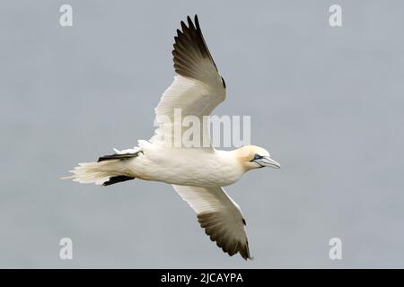 BRIDLINGTON, ROYAUME-UNI. 4th JUIN Gannet photographié à la réserve naturelle de Bempton Cliffs, à Bridlington, dans le Yorkshire de l'est, le samedi 4th juin 2022. (Crédit : Jon Hobley | MI News) Banque D'Images