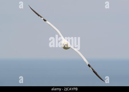 BRIDLINGTON, ROYAUME-UNI. 4th JUIN Gannet photographié à la réserve naturelle de Bempton Cliffs, à Bridlington, dans le Yorkshire de l'est, le samedi 4th juin 2022. (Crédit : Jon Hobley | MI News) Banque D'Images