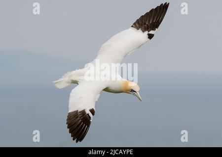 BRIDLINGTON, ROYAUME-UNI. 4th JUIN Gannet photographié à la réserve naturelle de Bempton Cliffs, à Bridlington, dans le Yorkshire de l'est, le samedi 4th juin 2022. (Crédit : Jon Hobley | MI News) Banque D'Images