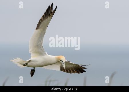 BRIDLINGTON, ROYAUME-UNI. 4th JUIN Gannet photographié à la réserve naturelle de Bempton Cliffs, à Bridlington, dans le Yorkshire de l'est, le samedi 4th juin 2022. (Crédit : Jon Hobley | MI News) Banque D'Images