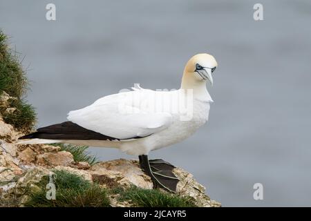 BRIDLINGTON, ROYAUME-UNI. 4th JUIN Gannet photographié à la réserve naturelle de Bempton Cliffs, à Bridlington, dans le Yorkshire de l'est, le samedi 4th juin 2022. (Crédit : Jon Hobley | MI News) Banque D'Images