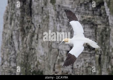 BRIDLINGTON, ROYAUME-UNI. 4th JUIN Gannet photographié à la réserve naturelle de Bempton Cliffs, à Bridlington, dans le Yorkshire de l'est, le samedi 4th juin 2022. (Crédit : Jon Hobley | MI News) Banque D'Images