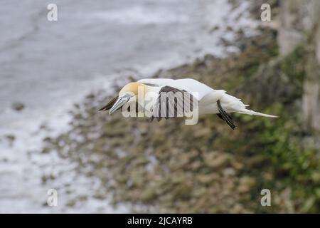 BRIDLINGTON, ROYAUME-UNI. 4th JUIN Gannet photographié à la réserve naturelle de Bempton Cliffs, à Bridlington, dans le Yorkshire de l'est, le samedi 4th juin 2022. (Crédit : Jon Hobley | MI News) Banque D'Images