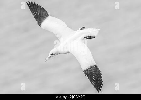 BRIDLINGTON, ROYAUME-UNI. 4th JUIN Gannet photographié à la réserve naturelle de Bempton Cliffs, à Bridlington, dans le Yorkshire de l'est, le samedi 4th juin 2022. (Crédit : Jon Hobley | MI News) Banque D'Images