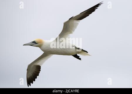 BRIDLINGTON, ROYAUME-UNI. 4th JUIN Gannet photographié à la réserve naturelle de Bempton Cliffs, à Bridlington, dans le Yorkshire de l'est, le samedi 4th juin 2022. (Crédit : Jon Hobley | MI News) Banque D'Images