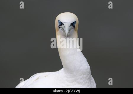 BRIDLINGTON, ROYAUME-UNI. 4th JUIN Gannet photographié à la réserve naturelle de Bempton Cliffs, à Bridlington, dans le Yorkshire de l'est, le samedi 4th juin 2022. (Crédit : Jon Hobley | MI News) Banque D'Images