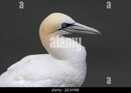 BRIDLINGTON, ROYAUME-UNI. 4th JUIN Gannet photographié à la réserve naturelle de Bempton Cliffs, à Bridlington, dans le Yorkshire de l'est, le samedi 4th juin 2022. (Crédit : Jon Hobley | MI News) Banque D'Images