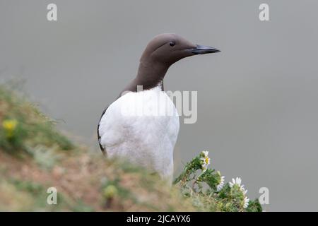 BRIDLINGTON, ROYAUME-UNI. 4th JUIN Guillemot photographié à la réserve naturelle de Bempton Cliffs, à Bridlington, dans le Yorkshire de l'est, le samedi 4th juin 2022. (Crédit : Jon Hobley | MI News) Banque D'Images