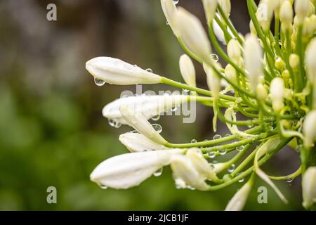 Gros plan, détails dans la nature, fleurs avec gouttes d'eau après la pluie. Banque D'Images