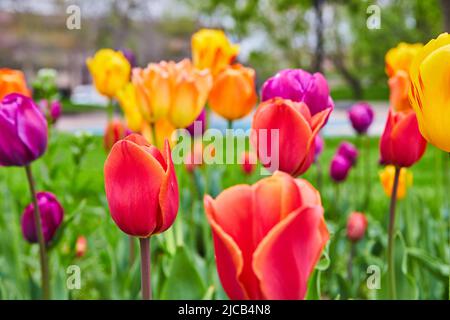 Tulipes printanières de près avec toutes les couleurs Banque D'Images