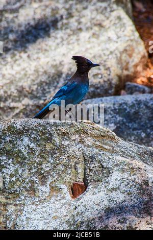 Oiseau bleu geai majestueux de Steller reposant sur la roche Banque D'Images
