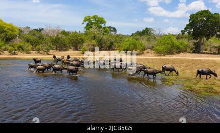 Vue aérienne de Herd of Water buffles dans la réserve. Parc national de Kumana. Sri Lanka. Banque D'Images