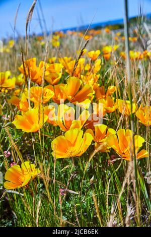 Champ côtier ouvert de fleurs jaunes dorées Banque D'Images