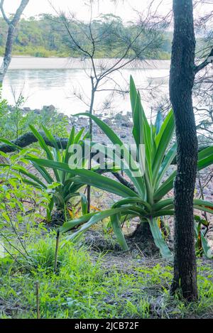 Deux plantes indigènes de Swamp Lilly (Crinum pedunculatum) qui poussent à côté du ruisseau Narrawallee, sur la côte sud de la Nouvelle-Galles du Sud de l'Australie Banque D'Images