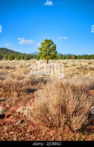 Arbre vert solitaire dans le désert de l'Arizona par des arbustes Banque D'Images