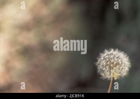 Une belle image d'arrière-plan nature d'une fleur de pissenlit blanche qui a été à la graine dans le coin inférieur droit et flou arrière-plan bokeh avec copie Banque D'Images