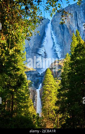 Des pins entourent les falaises avec les chutes de Yosemite gelées dans le parc national de Californie Banque D'Images