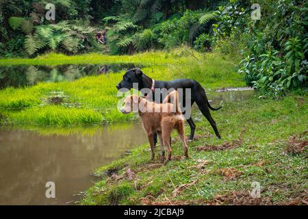 Un Grand Danois noir à côté d'un chien brun mongrel sont debout à côté de la lagune dans la réserve naturelle 'El Romeral à Antioquia, Colombie Banque D'Images