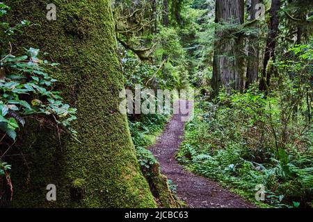 L'arbre de séquoia est très mossy à côté d'un sentier de randonnée en terre Banque D'Images