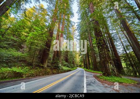 Route à travers la superbe Redwoods Avenue de Giants Banque D'Images